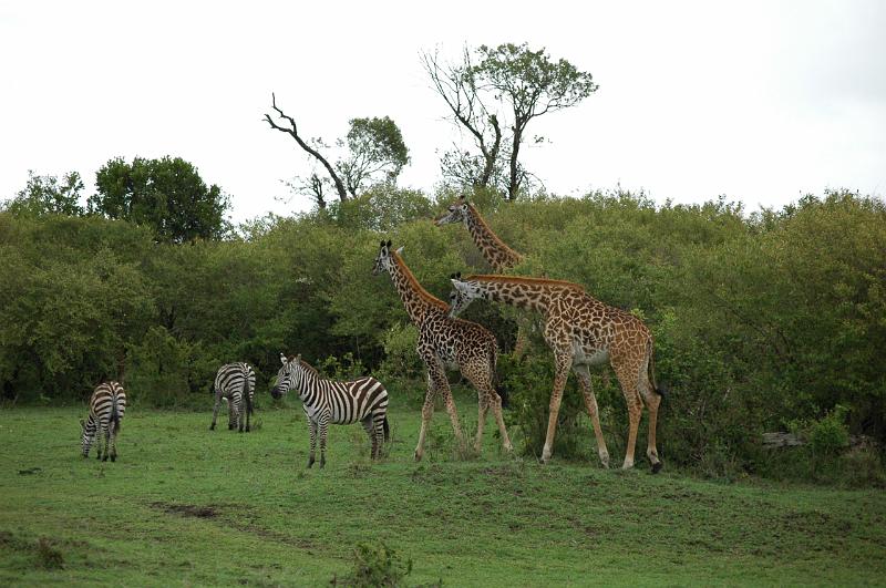 Zebra & Giraffe.JPG